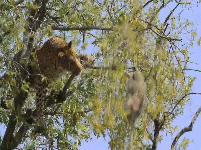 Video: Thót tim cảnh báo đốm trèo lên cây săn khỉ con