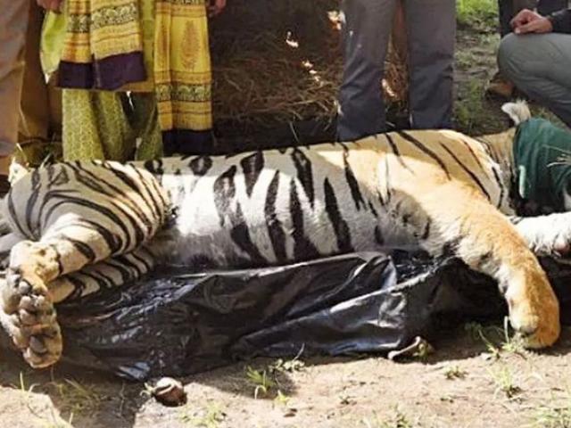 Ấn Độ ”xử” con hổ nặng gần 2 tạ, từng ăn thịt 3 người