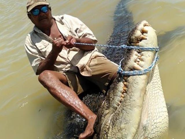Cá sấu khổng lồ chuyên săn rùa quý bị hai cha con ”xử đẹp”