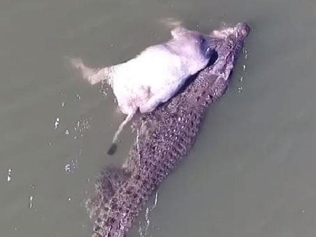 Cá sấu lên bờ lôi nguyên một con bò xuống sông ăn thịt