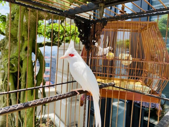 10 Loài chim quý hiếm trong Sách Đỏ Việt Nam