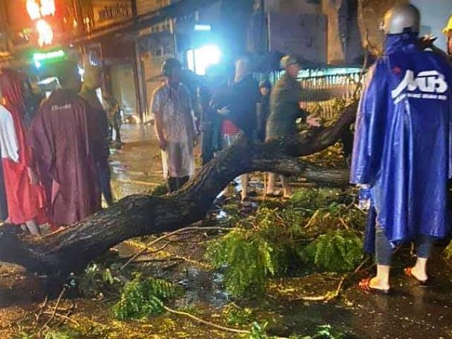 Cây xanh tét nhánh đè chết người ở Sài Gòn