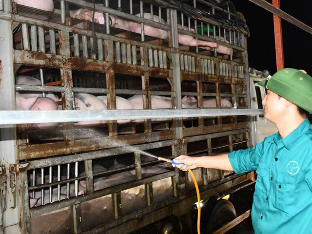 Vừa cho nhập lợn sống từ Thái Lan, phải 'hỏa tốc' ngăn lợn nhập lậu từ Lào, Campuchia