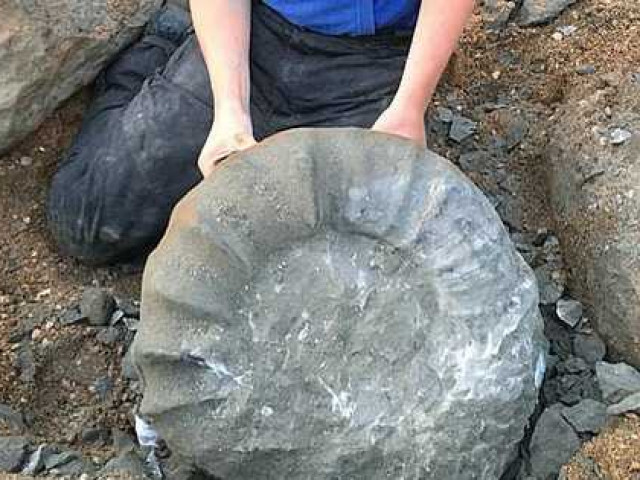 Dạo biển, 2 sinh viên kéo được sinh vật lạ khỏi ”mộ đá” 115 triệu năm