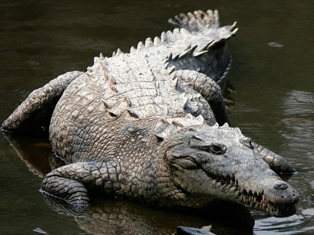 Bỏ cuộc trong trận chiến, cá sấu bị đồng loại bẻ chân bằng ”cú vặn tử thần”