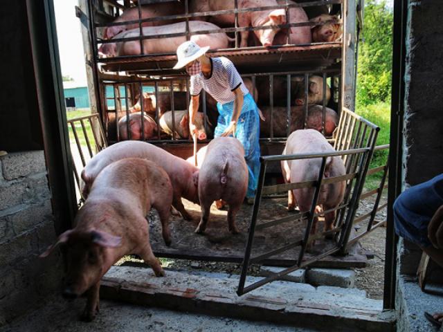 Thương lái chợ lợn Hà Nam vắt vẻo ngồi “buôn chuyện” cả ngày vì ế ẩm