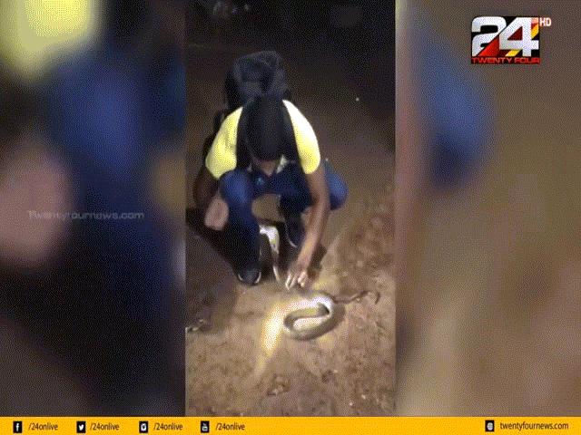 Video: Bắt hổ mang chúa bằng tay không, người đàn ông Ấn Độ nhận cái kết thảm