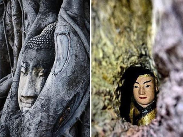 Bí ẩn bức tượng Phật nằm lọt thỏm trong cây long não hơn 1.000 năm tuổi ở Trung Quốc