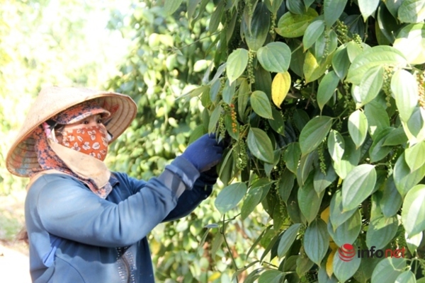 Vừa bán sạch kho thì hồ tiêu tăng giá, dân trồng tiêu Tây Nguyên tiếc hùn hụt