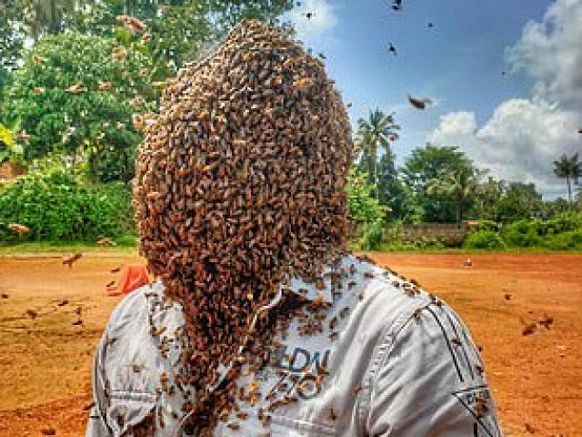 Thanh niên để 6 vạn con ong bâu trên mặt