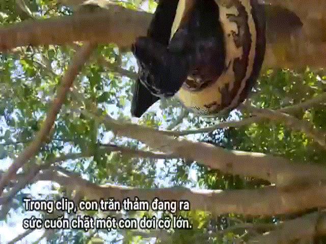 Video: Rùng mình cảnh trăn khổng lồ treo ngược trên cây, ra sức nuốt dơi ”khủng”