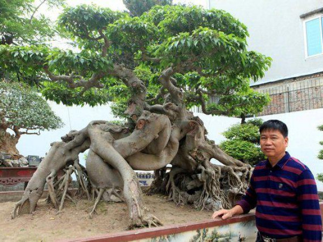 Chiêm ngưỡng cây sanh ”ngọa hổ tàng long” 30 tỷ đồng của đại gia Toàn đôla ở Phú Thọ