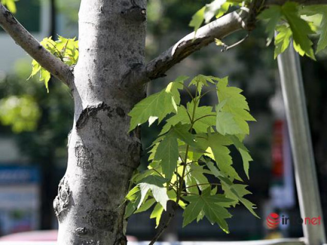 Hà Nội: Hàng phong trổ lá xanh tươi giữa hè nắng gắt