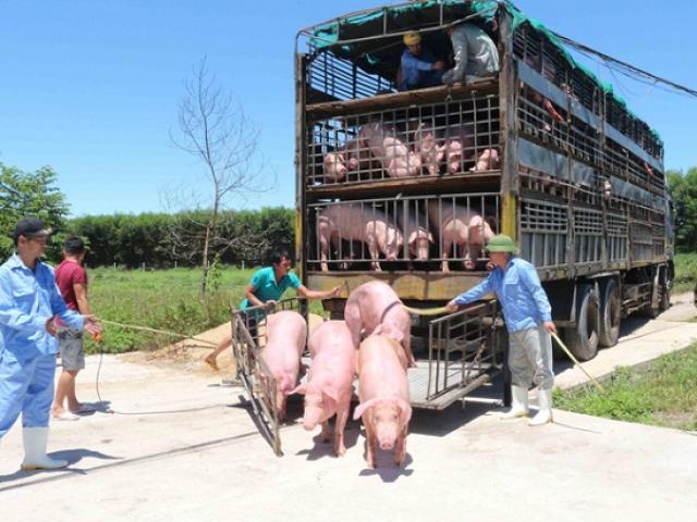 Lợn sống nhập khẩu Thái Lan về Việt Nam có chất cấm: Thực hư thế nào?