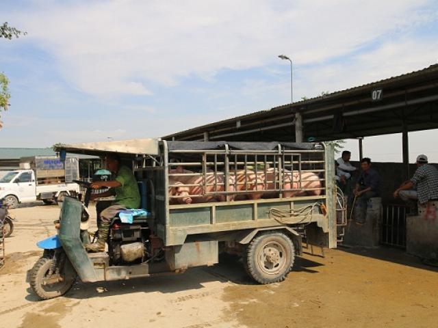 Giá lợn hơi có giảm khi lợn Thái Lan chính thức “đổ bộ” thị trường Việt?