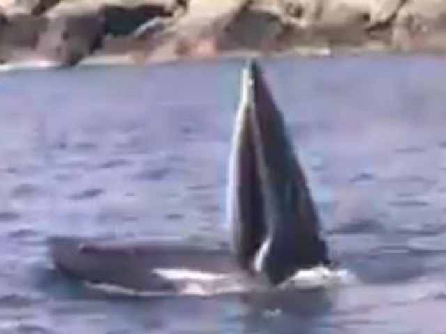 Khánh Hòa: Cá voi lớn xuất hiện, ”nhảy múa” trên vịnh Cam Ranh