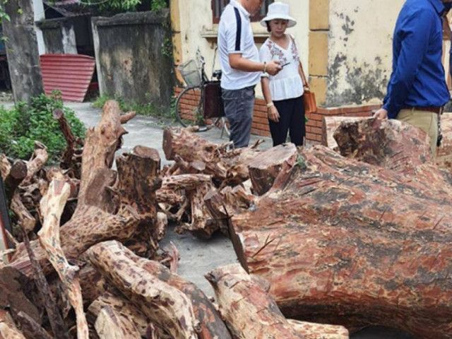 Bốn lần đấu giá vẫn ế, sưa đỏ trăm tỷ “đại hạ giá”