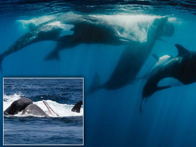 Cá voi xanh khổng lồ đi lạc vào ”lãnh địa” cá voi sát thủ và cái kết