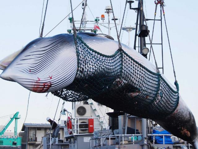 Tàu Nhật Bản ra khơi săn 120 cá voi gây tranh cãi