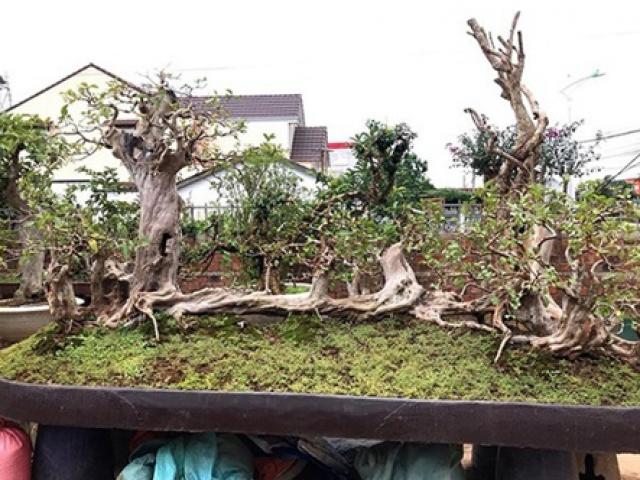 Những màn sang tay ổi bonsai dáng “kỳ quái” khiến đại gia chơi cây cảnh mê mẩn