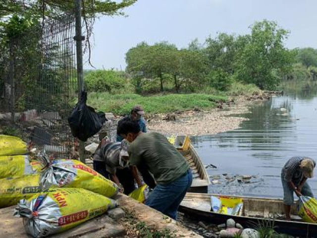 Cơn mưa ngang qua TP HCM, hàng chục tấn cá chết