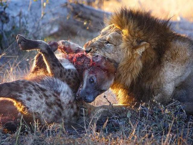 Linh cẩu chết thảm dưới nanh vuốt của 2 chú sư tử đực