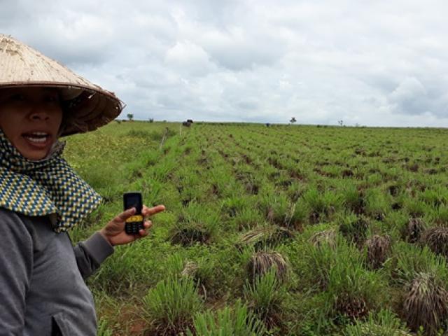 Trồng cây mọc hoang ở Việt Nam, rắn ngửi thấy bỏ chạy, nay kiếm tiền triệu/ngày