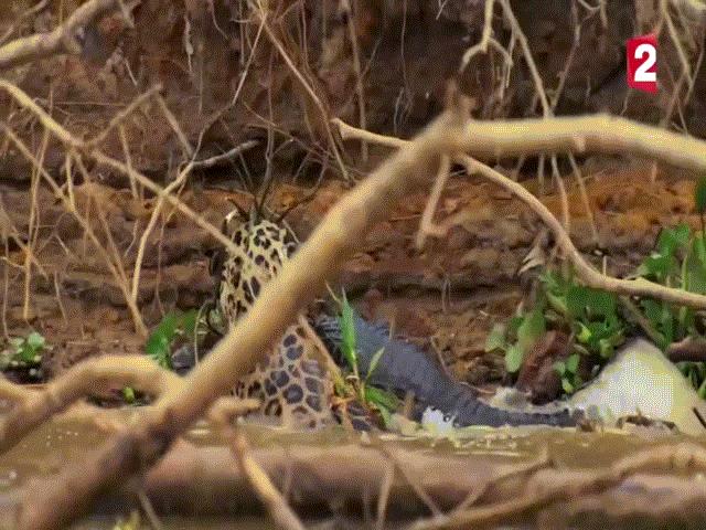 Video: Báo đốm lao xuống sông giết chết cá sấu Caiman, lôi xác vào rừng ăn thịt
