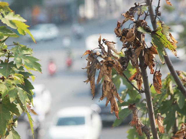 Hà Nội thay phong lá đỏ bằng bàng lá nhỏ: Chuyên gia đề xuất loại cây khác