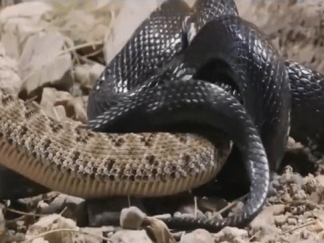Video: Sở hữu nọc độc kinh người, rắn chuông bị rắn vua đen siết chết rồi nuốt gọn