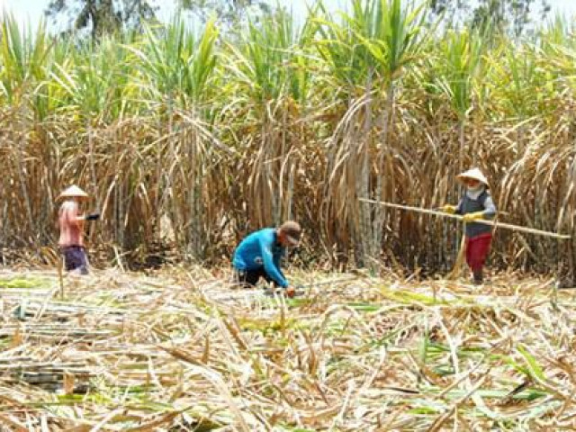 Đường nhập khẩu đè bẹp đường trong nước