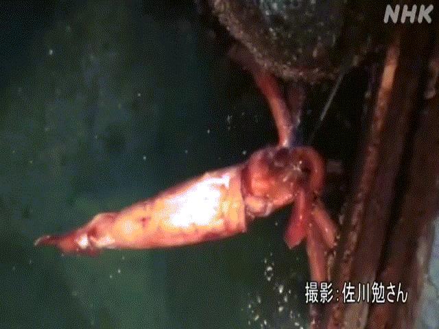 Video: Mực khổng lồ dài 4m nổi trên mặt nước gây kinh ngạc