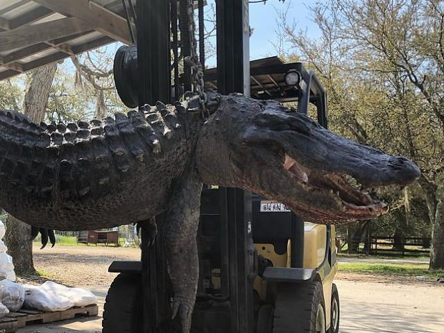 Mỹ: Mổ bụng cá sấu nặng 200kg, giật mình với những thứ bên trong