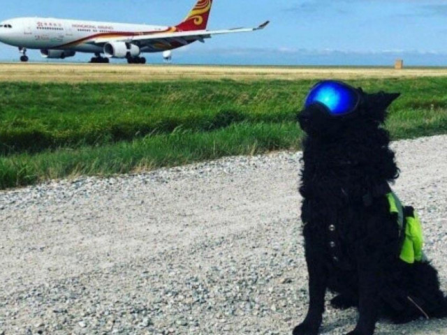 Chó xâm nhập sân bay Cam Ranh, máy bay phải bay vòng chờ hạ cánh