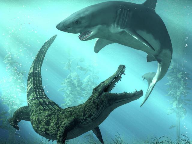 Cuộc chiến hiếm găp giữa cá sấu và cá mập, con nào chiến thắng?