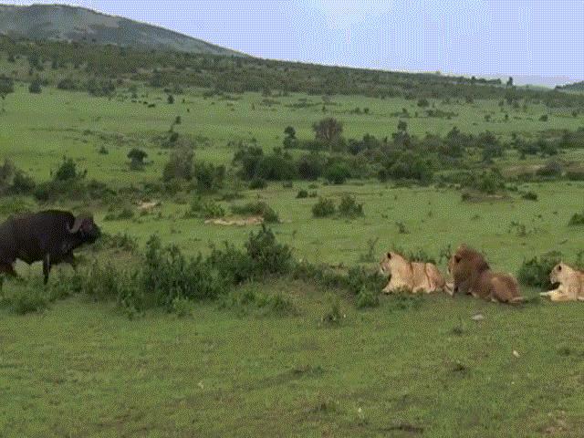 Video: Trâu rừng ”to gan” tấn công 3 con sư tử cái, 1 con sư tử đực và cái kết bất ngờ