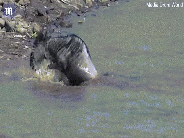 Video: Linh dương đầu bò vượt sông bị cá sấu gần 300 kg ngoạm chặt, kết cục ra sao?