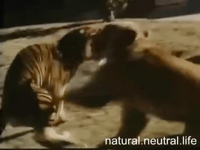 Hổ Siberia đấu gấu xám Bắc Mỹ: Con nào có thể ăn thịt con nào?