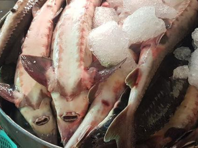 Phát hiện gần 2 tấn cá tầm Trung Quốc đi qua đường tiểu ngạch về Việt Nam tiêu thụ