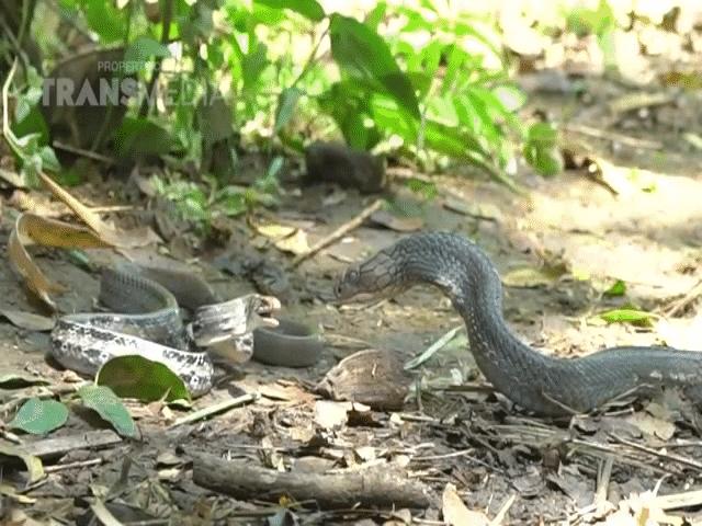 Video: Hổ mang chúa ”so găng” cùng hổ ngựa, ai sẽ là kẻ chiến thắng?