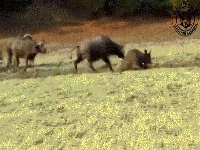 Video: Trâu rừng lao tới tung cú húc ”trời giáng” khiến sư tử ngã sấp mặt để cứu đồng loại