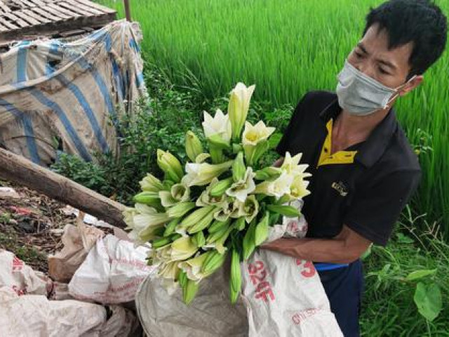 Người dân trồng hoa Thường Tín khóc ròng khi hoa đến vụ phải “đắp chiếu” do ảnh hưởng của COVID-19