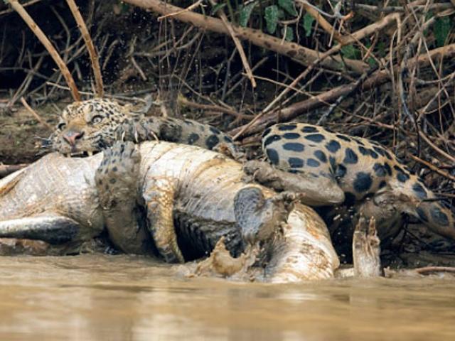 VIDEO: 5 loài động vật có thể ”làm thịt” cá sấu một cách dễ dàng
