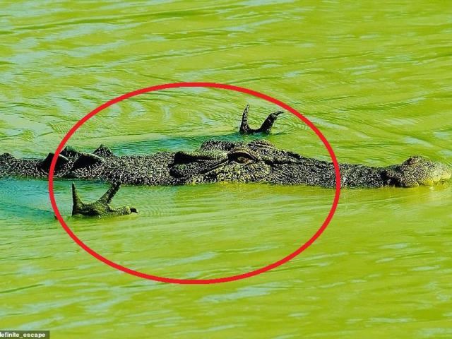 Cá sấu có tư thế ”kỳ quái”, chuyên gia nói gì?