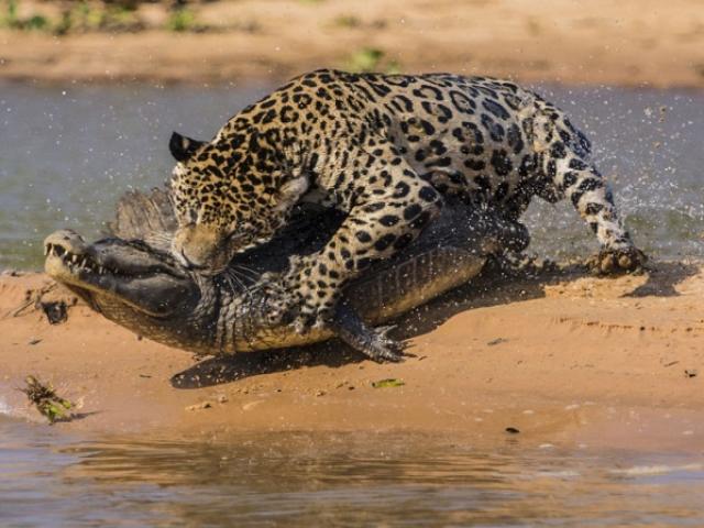Báo đốm ”khát mồi” liều lĩnh xông vào hiểm địa bắt thịt cá sấu và cái kết