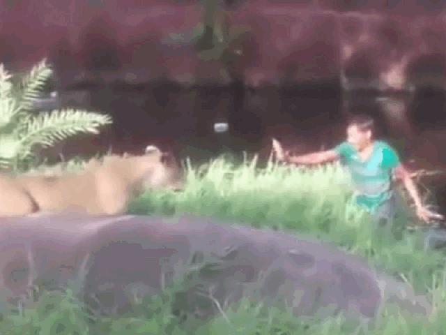 Clip: Say rượu, người đàn ông nhảy vào vườn thú ”cãi nhau” với sư tử