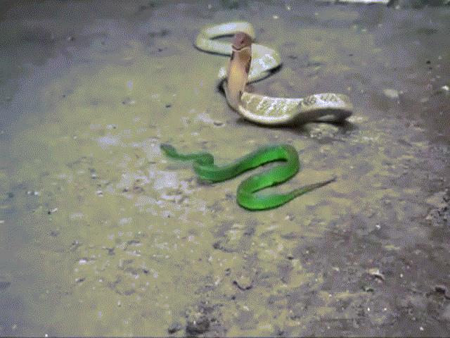 Video: Rắn hổ mang chúa đồ sát cả đàn rắn lục và cái kết khó tin