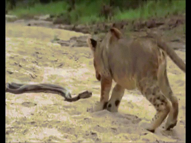 Video: Bị sư tử gầm đe dọa, trăn đá tung mình đớp thẳng mặt đối thủ để ”dằn mặt”