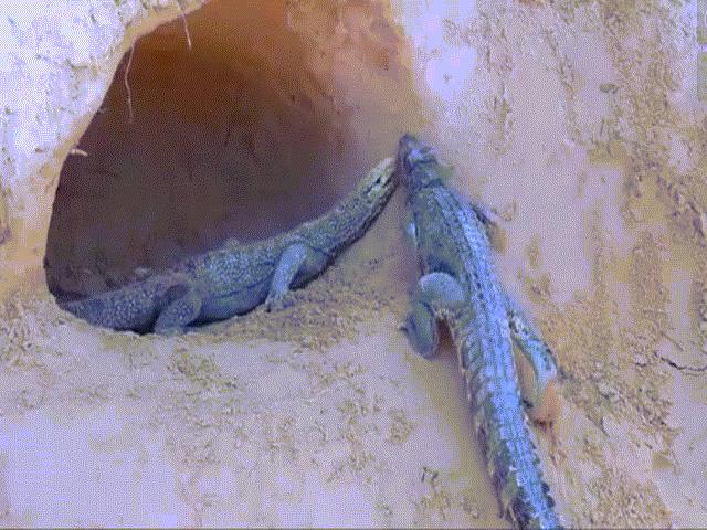Video: Cá sấu chui tận vào hang kỳ đà, hạ gục con mồi