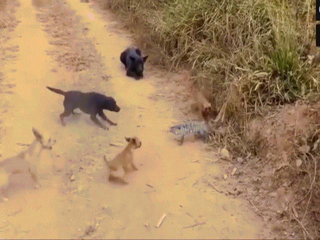 Video: Bị đàn chó bao vây, thằn lằn nhằm thẳng đối thủ ”vừa tầm” để phá vòng vây